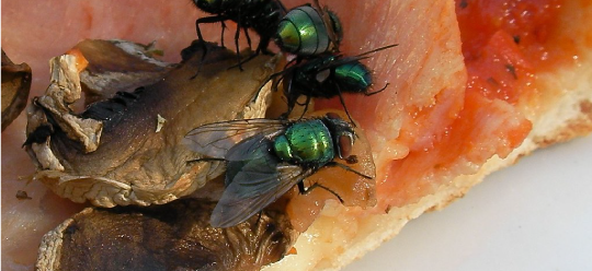 I’ll have flies with my pizza