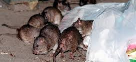 RATS at Perryville Complex Kitchen!!