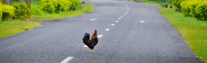 How Long Does It Take For The DOC To Cross The Road?